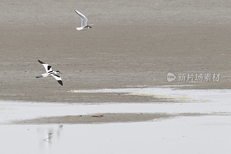 Avocet (Recuvirostra avosetta)在飞行